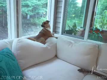 phoenix_taylor